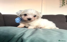 Maltese dogs for sale: Maltese puppies available 🩵🩷💚  - Image 2