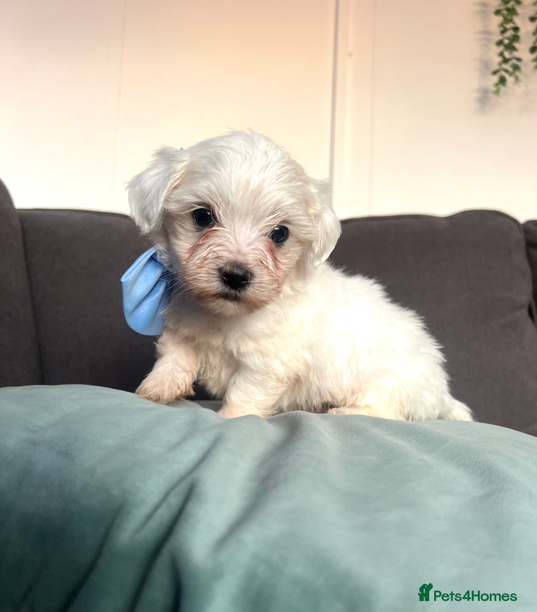 Maltese dogs for sale: Maltese puppies available 🩵🩷💚  - Image 2