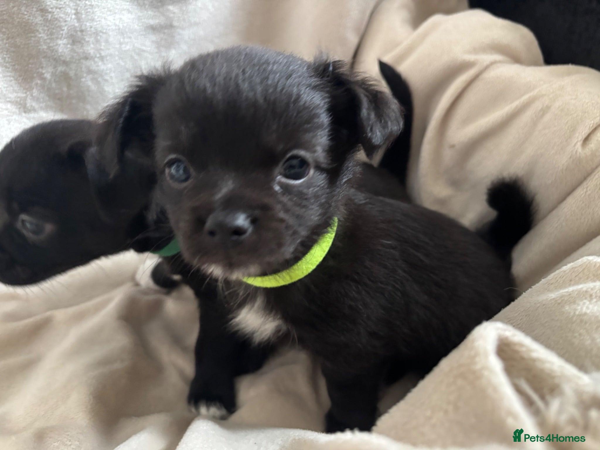 Chihuahua dogs Gorgeous chihuahua pups - Advert 1
