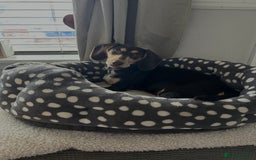 Dachshund dogs for sale: 8 month gorgeous chocolate/tri dachshund girl - Image 5