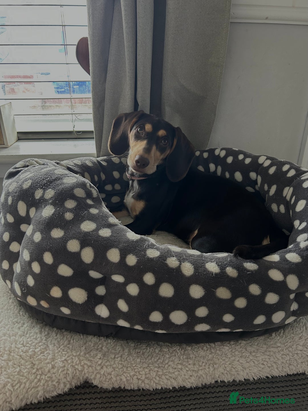 Dachshund dogs for sale: 8 month gorgeous chocolate/tri dachshund girl - Image 5
