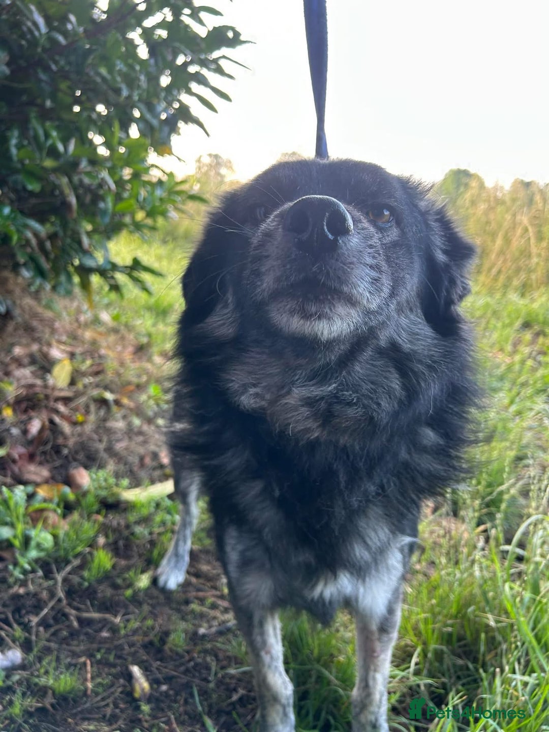 Mixed Breed dogs for adoption: Roberto - Norwich Norfolk  - Image 4