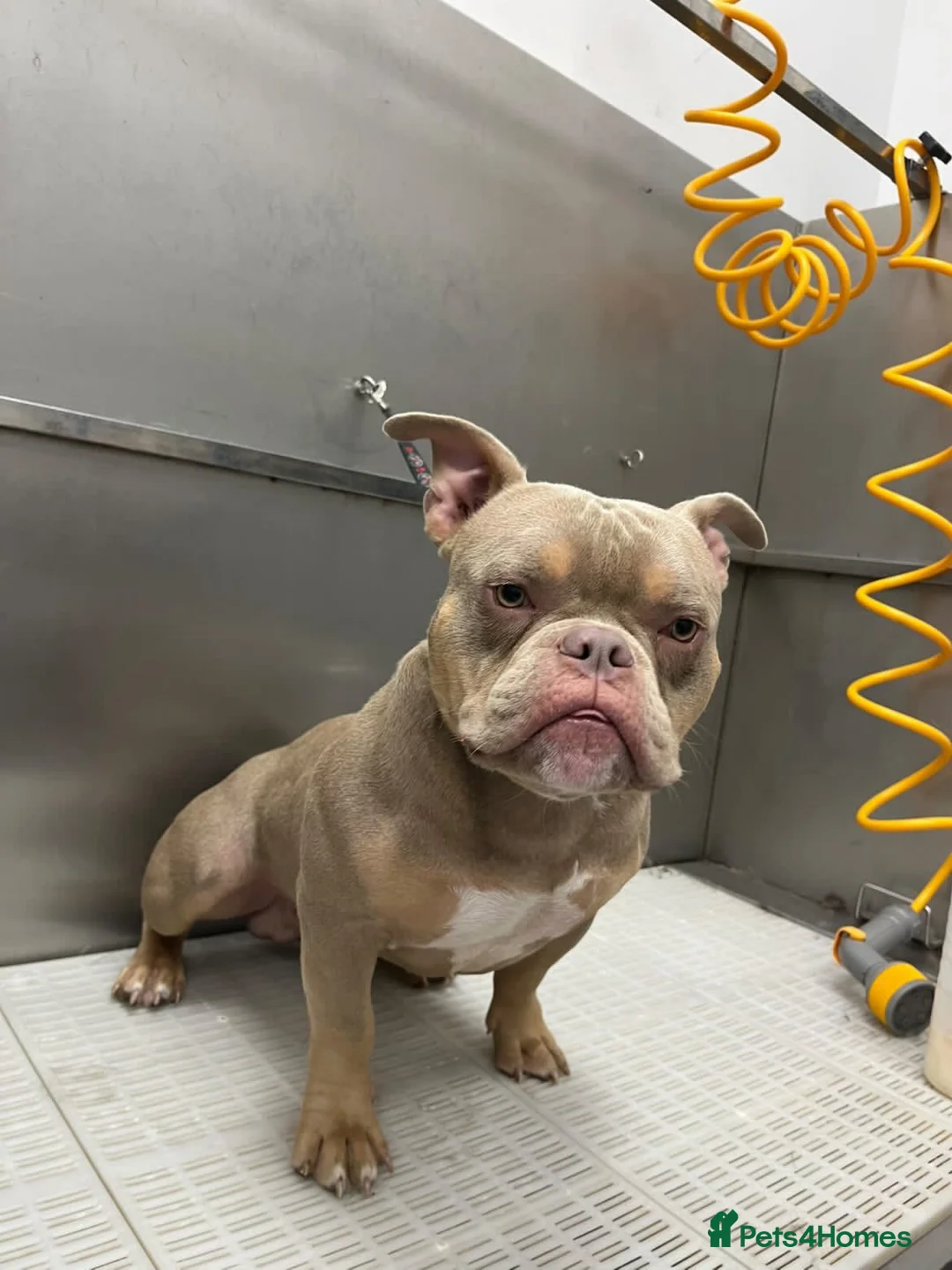 American Bully dogs for sale: Boycie  - Advert 1