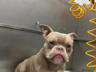 American Bully dogs Boycie - Advert 17