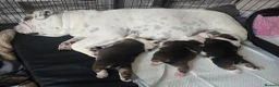 English Bulldog dogs for sale: 🐶 🔥KC registered English bulldog puppies✨️🔥 - Advert 8