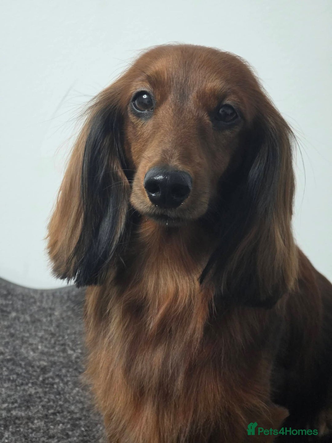 Miniature Dachshund dogs for sale: Stunning  KC Reg Puppies,  Health Tested Parents - Advert 1
