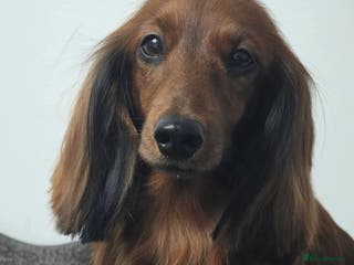 Miniature Dachshund dogs Stunning KC Reg Puppies, Health Tested Parents - Advert 1