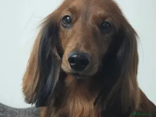 Miniature Dachshund dogs Stunning KC Reg Puppies, Health Tested Parents - Advert 2