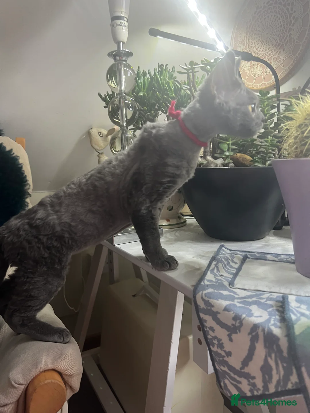 Devon Rex cats for sale: Devon Rex kittens  - Advert 25