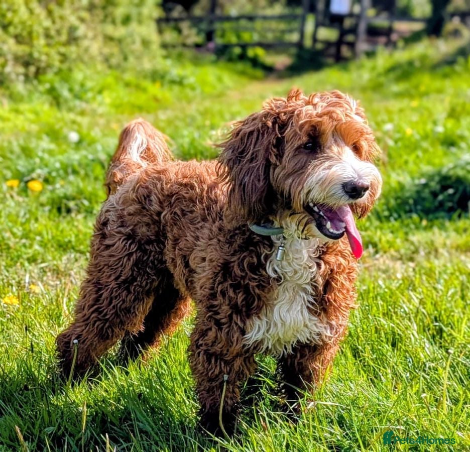 Double Doodle dogs Australian Labradoodle x Double Doodle - Advert 1