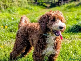 Double Doodle dogs for stud: Australian Labradoodle x Double Doodle - Advert 3