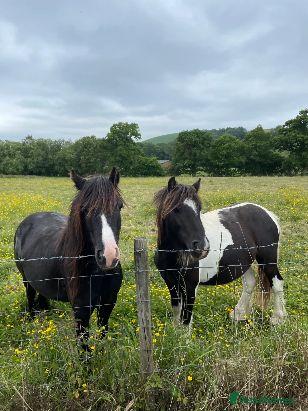 Irish Cob horses for sale: Storm and Indie  - Advert 5