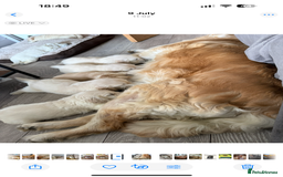 Golden Retriever dogs for sale: 7 gorgeous Golden Retriever puppies for sale - Image 9