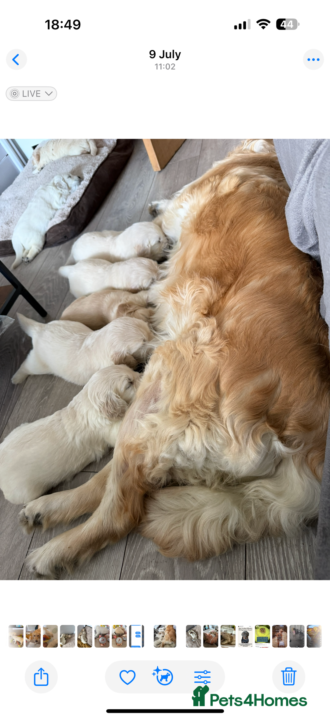 Golden Retriever dogs for sale: 7 gorgeous Golden Retriever puppies for sale - Image 9