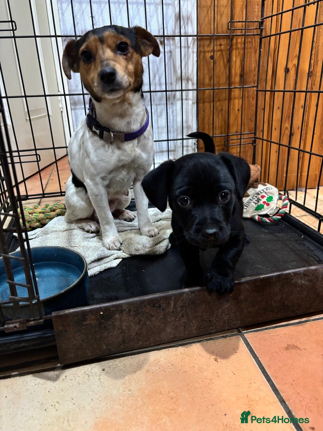 Mixed Breed dogs for sale: Spainel-Jack Boy - Advert 2