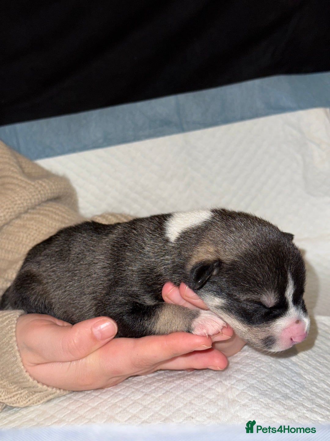 Mixed Breed dogs for sale: Pocket Bully & Siberian Husky Excellent Puppies - Advert 7