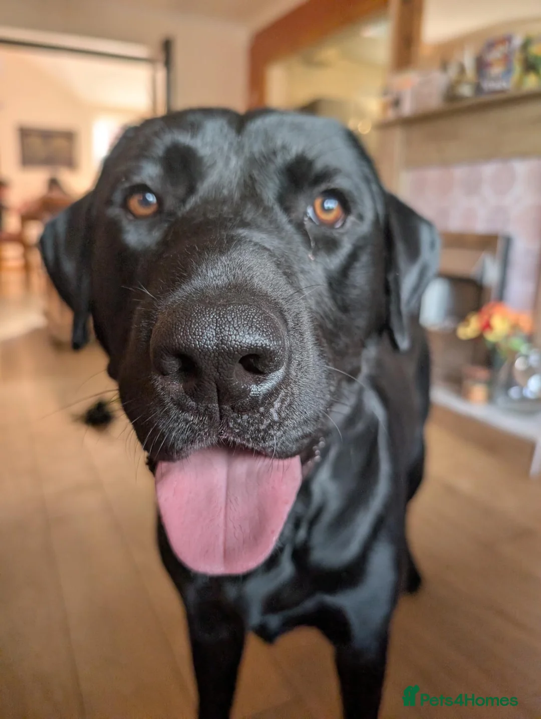 Labrador Retriever dogs for stud: Handsome Black Labrador Stud – Gentle Temperament in Liverpool - Advert 4