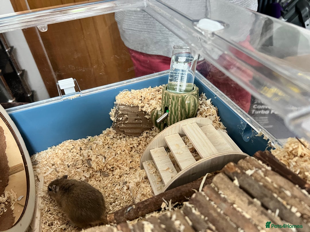 Gerbil rodents for sale: 2 Male gerbils ( 4 months old )  - Image 2