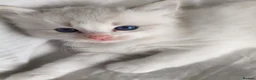 Ragdoll cats for sale: Ragdoll kitten 5 weeks old - Advert 11