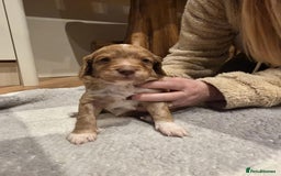 Cockapoo dogs for sale: Beautiful f2 Cockapoo puppies  - Advert 8