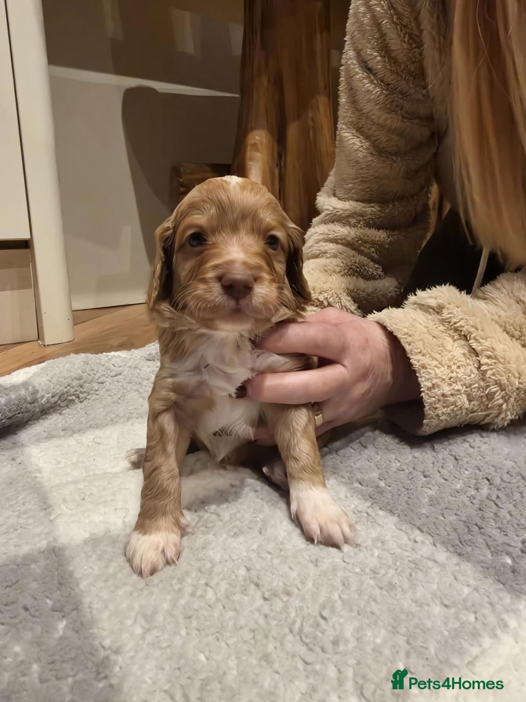 Cockapoo dogs for sale: Beautiful f2 Cockapoo puppies  - Advert 8