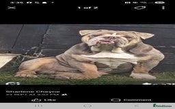 English Bulldog dogs for sale: English bulldog  - Image 2