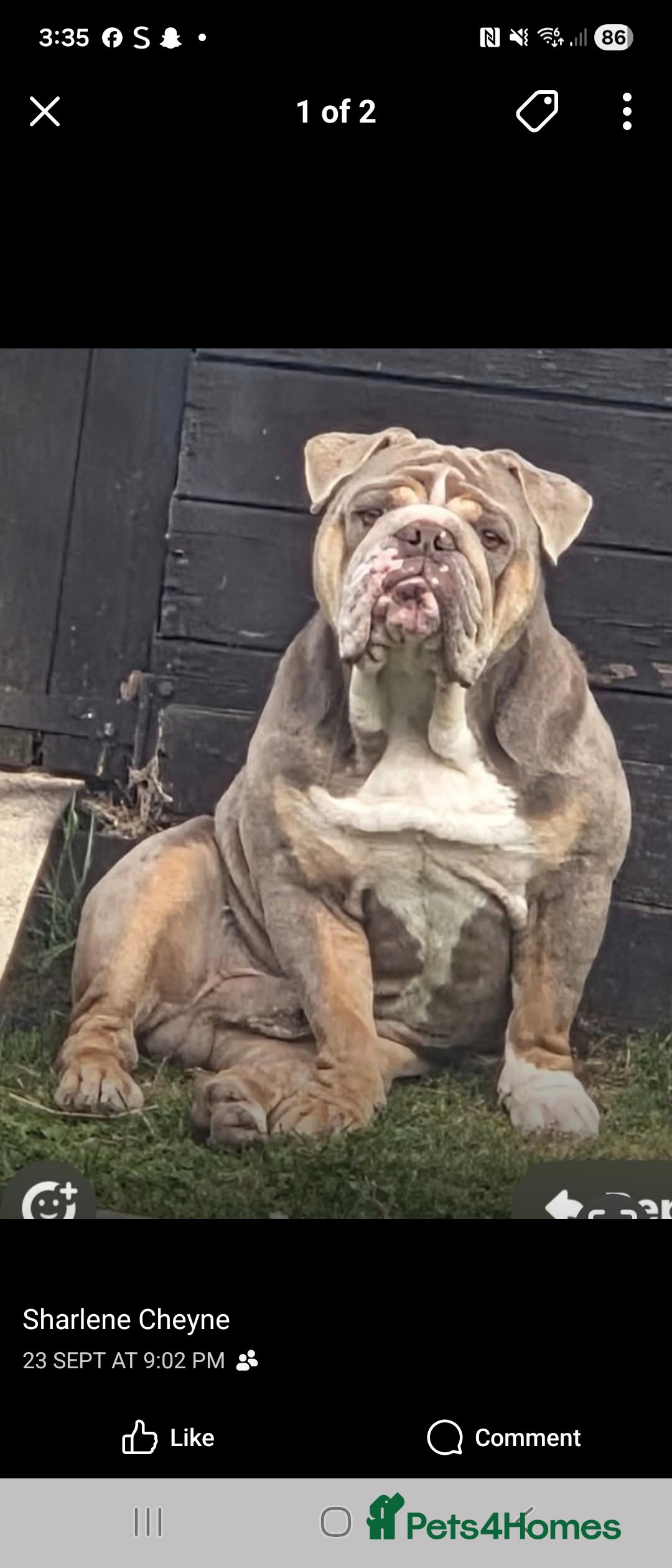 English Bulldog dogs for sale: English bulldog  - Image 2