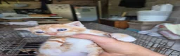 Mixed Breed cats for sale: Ginger kittens  - Advert 4