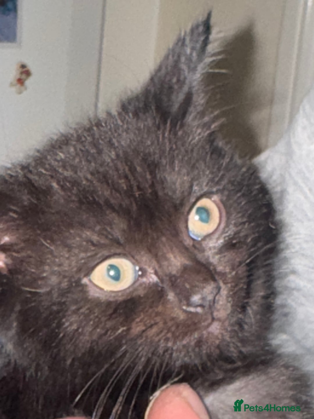 Bombay cats for sale: Black Kittens - Image 3