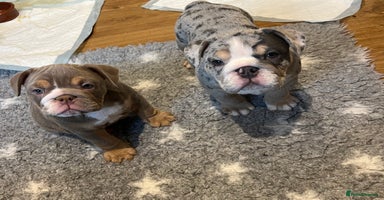 English Bulldog dogs - Advert 4