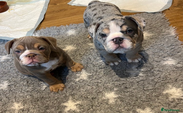 English Bulldog dogs - Advert 11