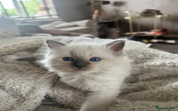 Ragdoll cats for sale: 2Male Kittens - Image 4