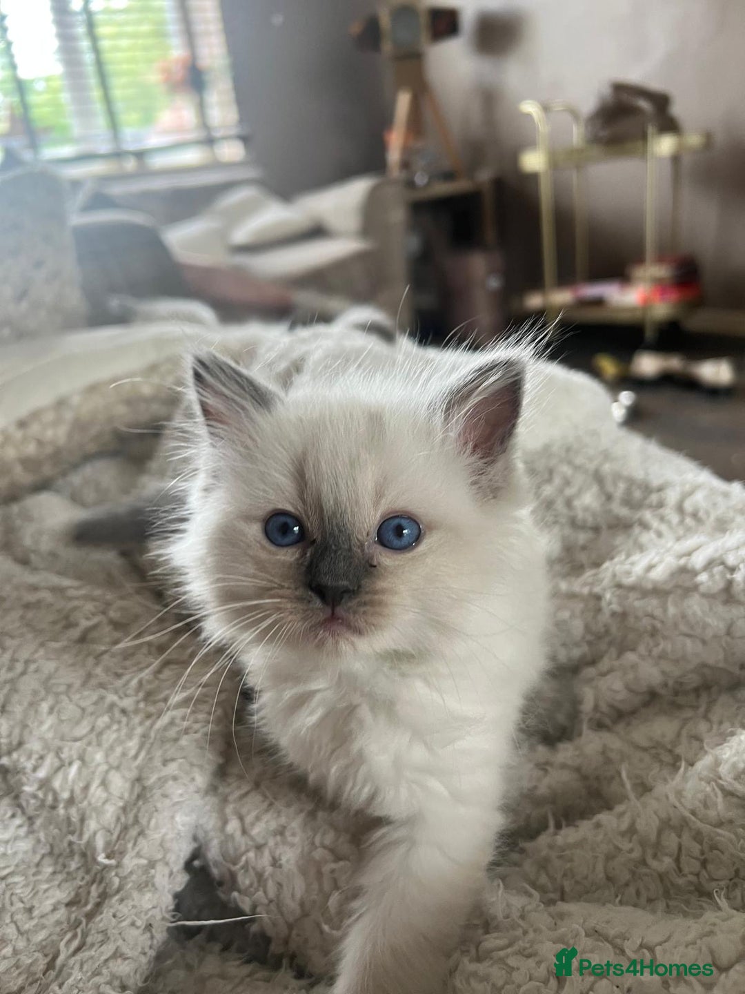 Ragdoll cats for sale: 2Male Kittens - Image 4