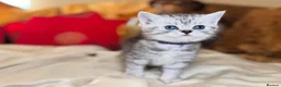 British Shorthair cats for sale: Beautiful silver spotted British shorthair kitten - Advert 8