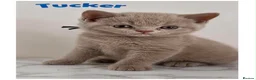 British Shorthair cats for sale: Champion bloodline BSH kittens  in Belvedere - Advert 15