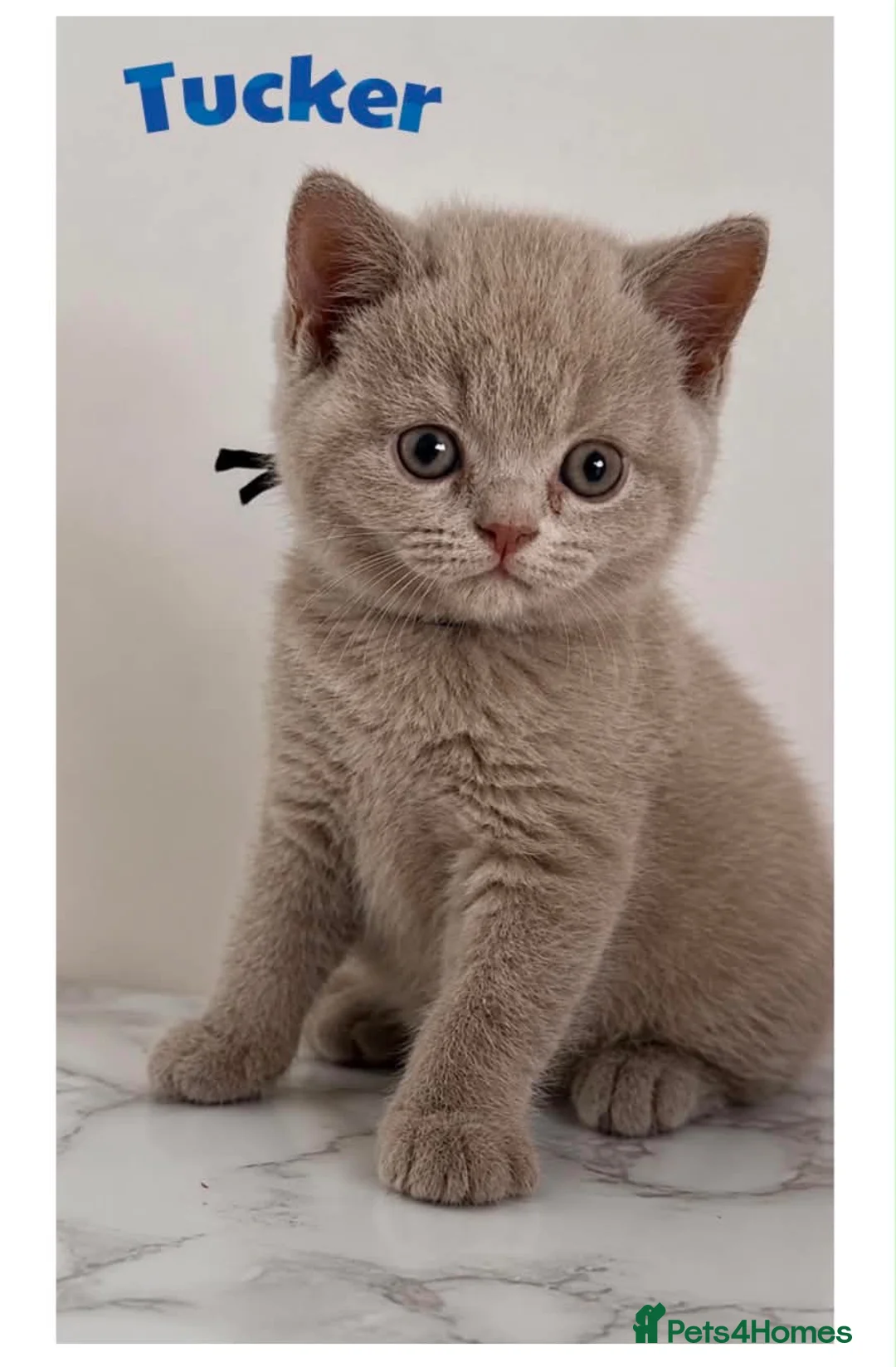 British Shorthair cats for sale: Champion bloodline BSH kittens  in Belvedere - Advert 15