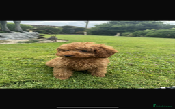 Toy Poodle dogs for sale: Female toy poodle puppy for sale - Image 3