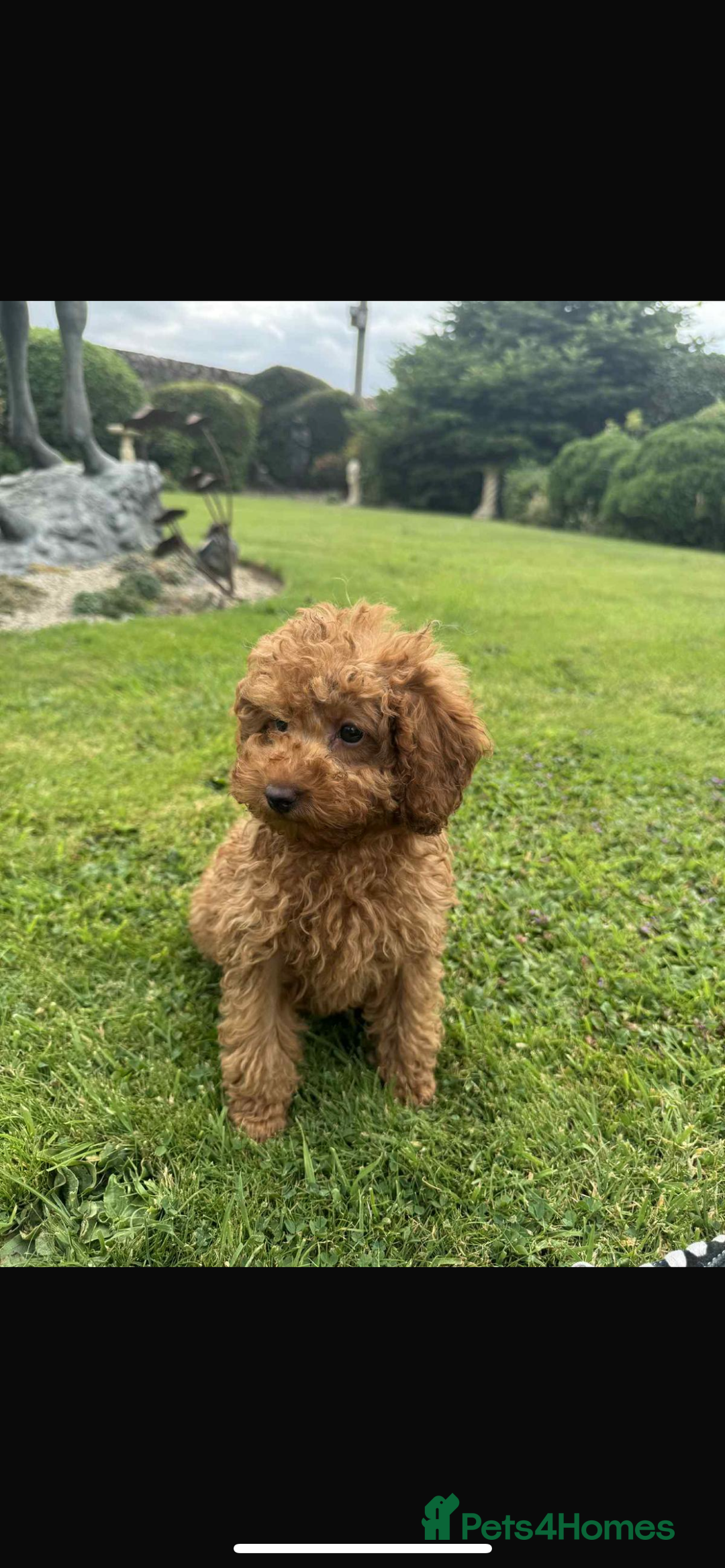 Toy Poodle dogs for sale: Female toy poodle puppy for sale - Image 3