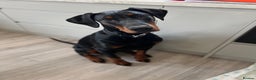 Dobermann dogs for sale: 1 year old Dobermann - Advert 1