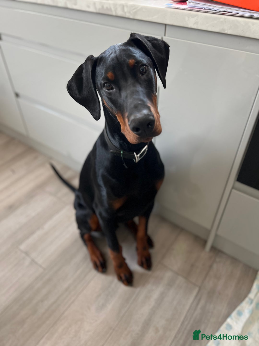 Dobermann dogs for sale: 1 year old Dobermann - Advert 1