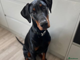 Dobermann dogs 1 year old Dobermann - Advert 9