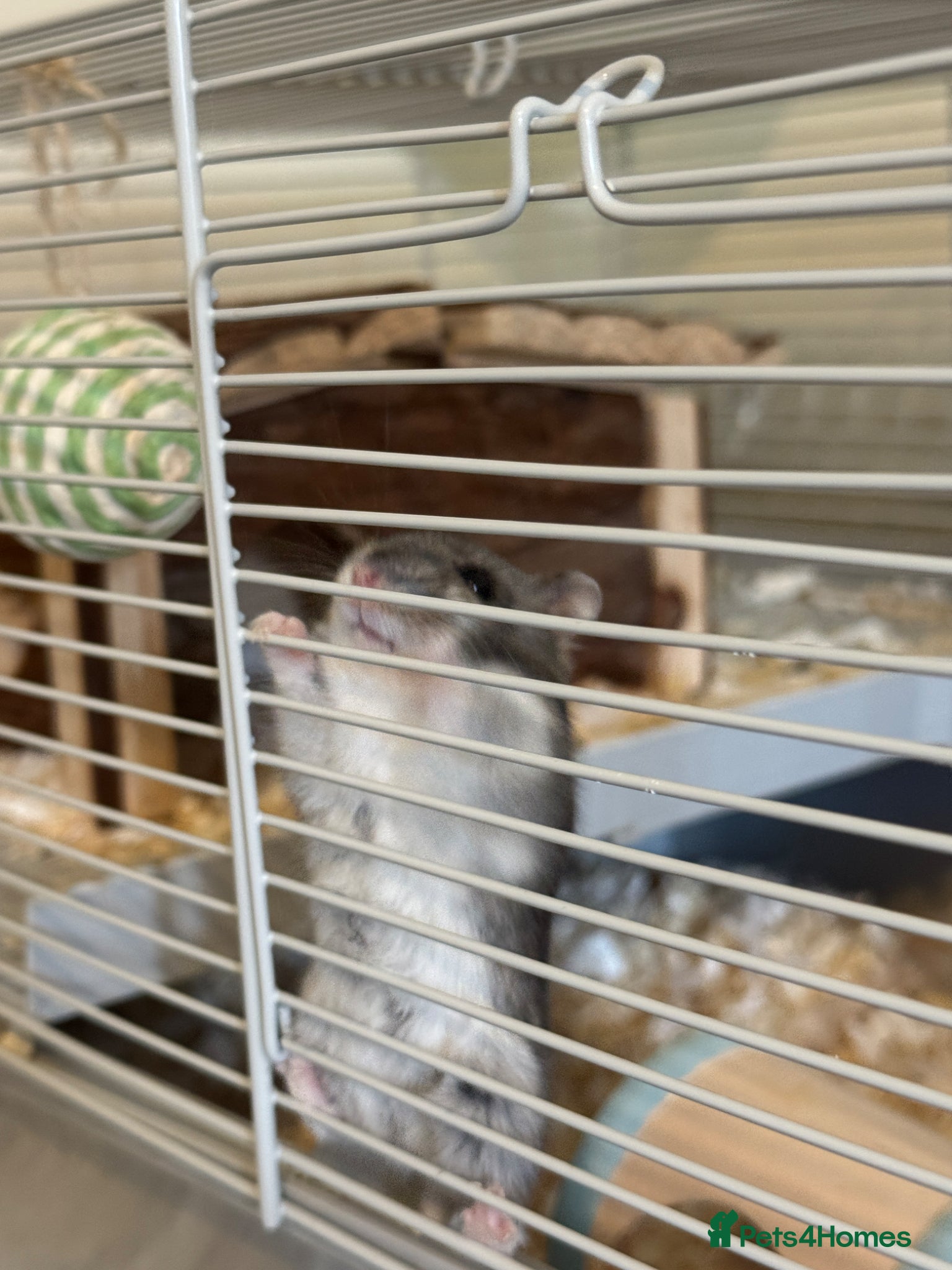 Hamster rodents Roborovski Hamster  - Advert 2