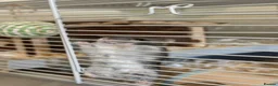 Hamster rodents for sale: Roborovski Hamster  in Wembley - Advert 2