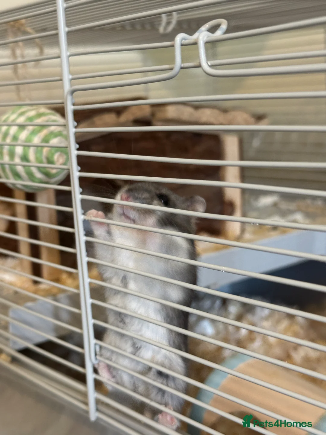 Hamster rodents for sale: Roborovski Hamster  in Wembley - Advert 2