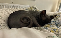 Sphynx cats for sale: Two Sphynx looking for doting home - Image 7
