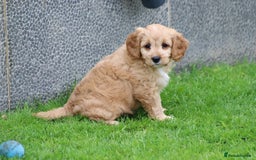 Cavapoo dogs for sale: F1 Cavapoo puppies for sale - Image 38