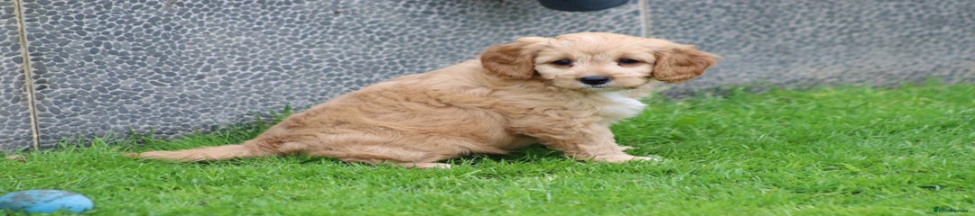 Cavapoo Puppy 2