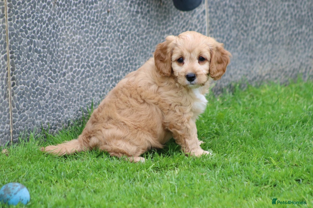 Cavapoo dogs for sale: F1 Cavapoo puppies for sale - Image 38