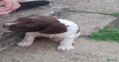 English Springer Spaniel dogs - Advert 5