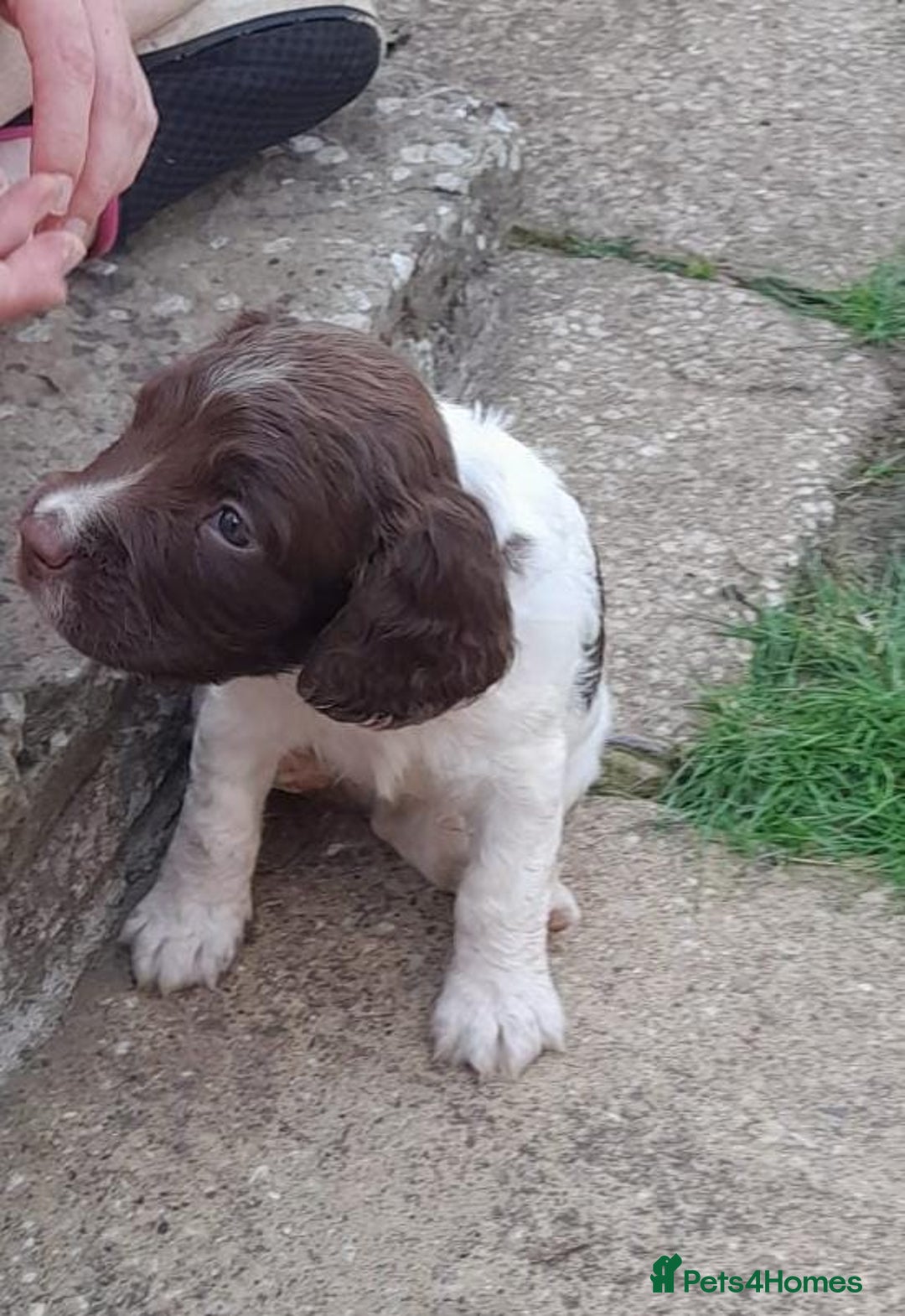 English Springer Spaniel dogs for sale: Liver & White working springer spaniel pups - Image 3